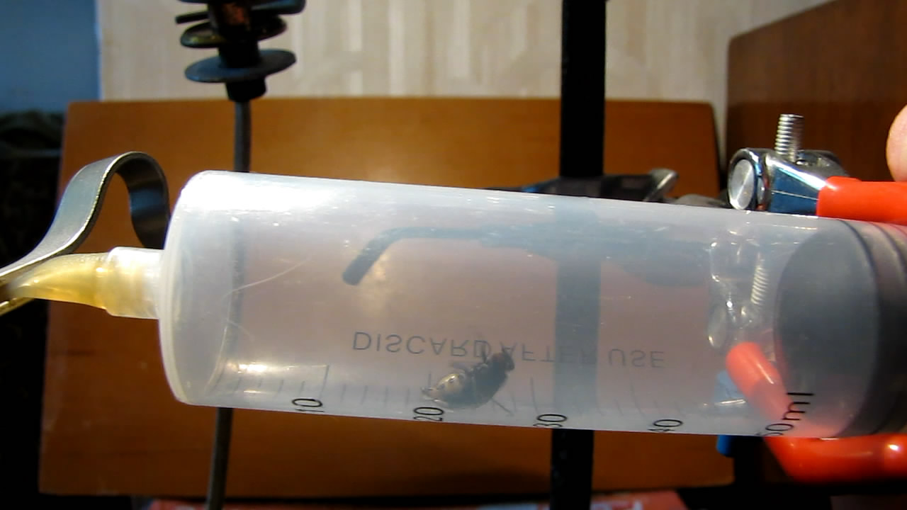   . Fly (insect) in vacuum
