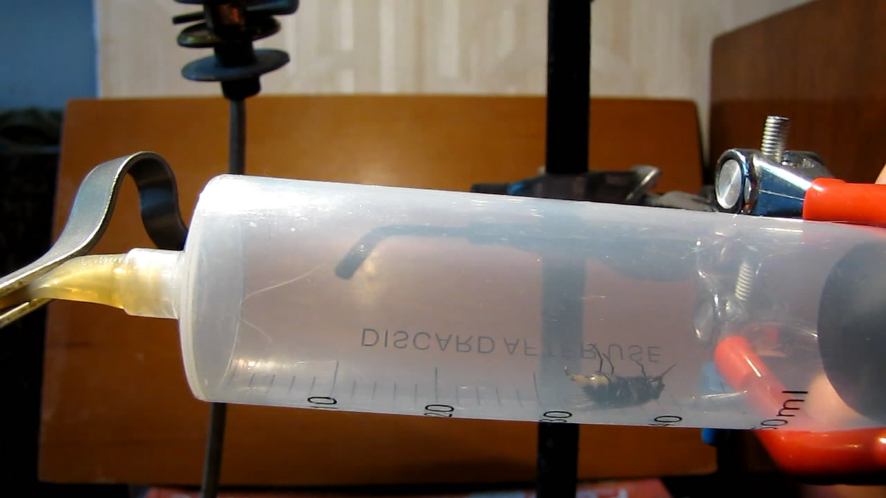   . Fly (insect) in vacuum