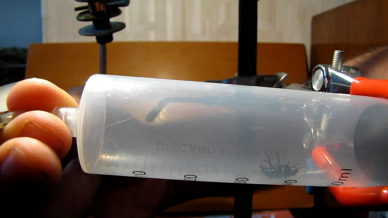   . Fly (insect) in vacuum