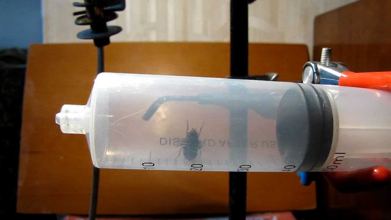   . Fly (insect) in vacuum