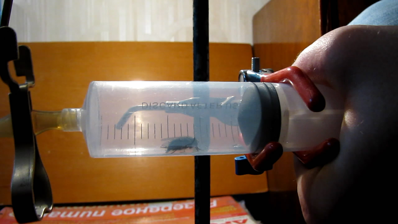   . Fly (insect) in vacuum