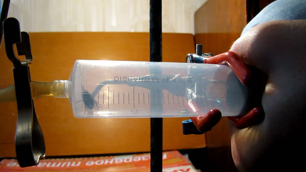   . Fly (insect) in vacuum