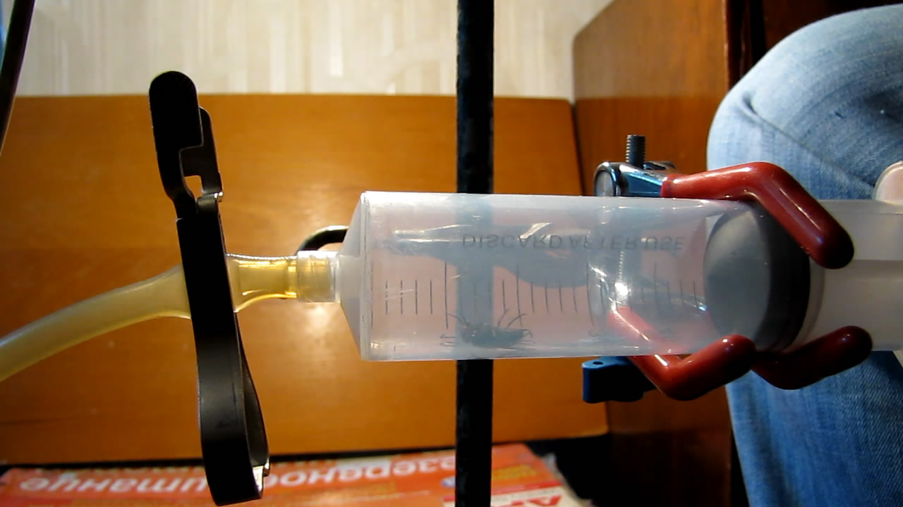   . Fly (insect) in vacuum