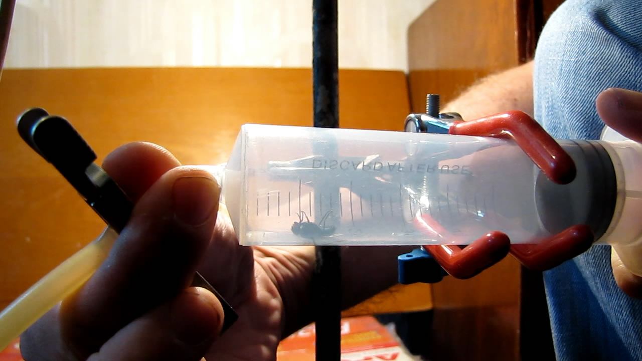   . Fly (insect) in vacuum