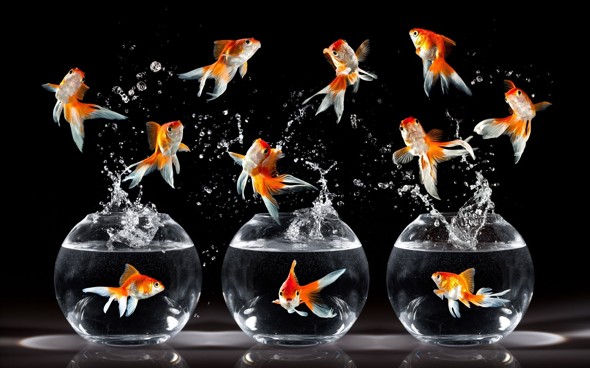  . Goldfish)