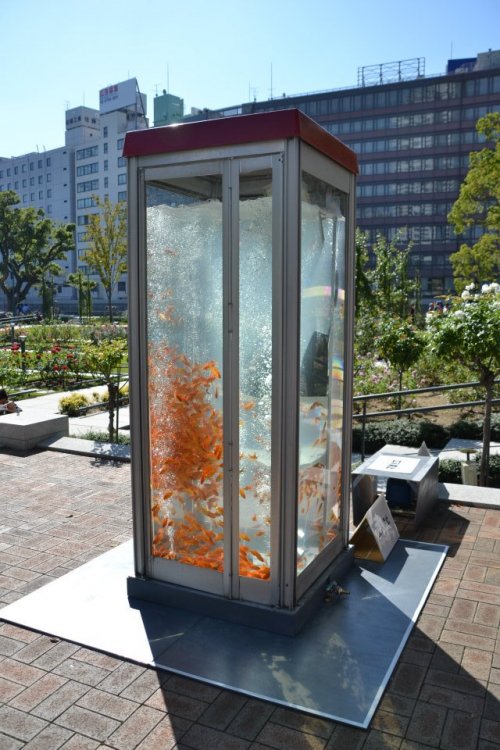      (). Goldfish phone boot aquariums (phone booths turned into aquariums with goldfish)