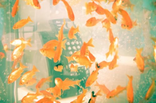      (). Goldfish phone boot aquariums (phone booths turned into aquariums with goldfish)