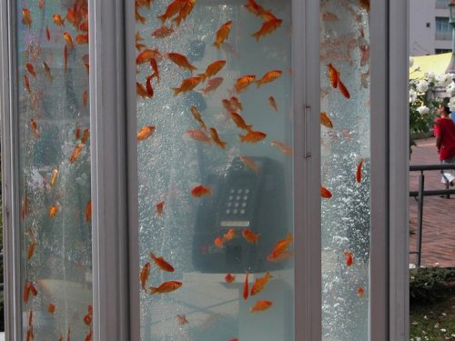      (). Goldfish phone boot aquariums (phone booths turned into aquariums with goldfish)