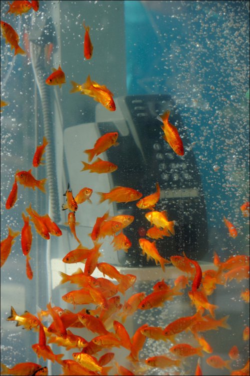      (). Goldfish phone boot aquariums (phone booths turned into aquariums with goldfish)