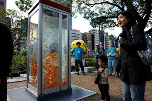      (). Goldfish phone boot aquariums (phone booths turned into aquariums with goldfish)