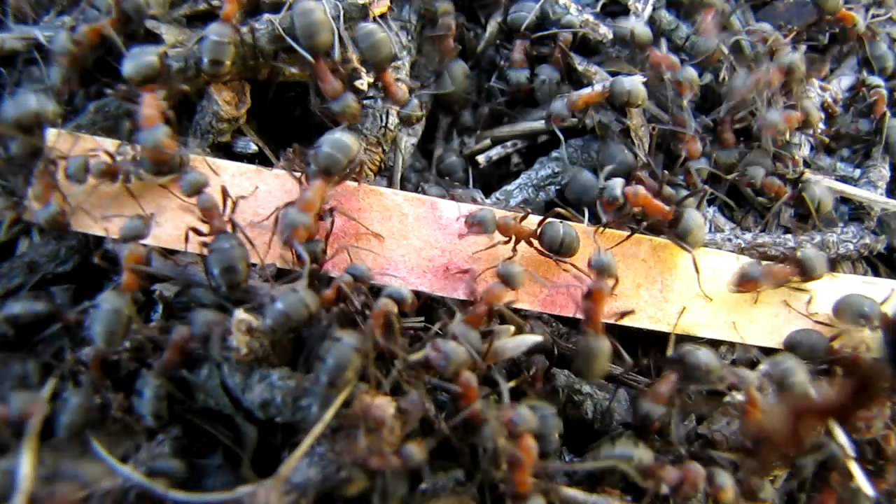 Муравьи и муравьиная кислота. Ants and formic acid