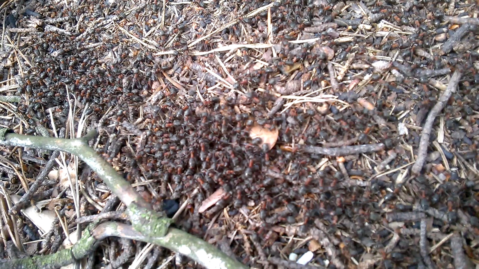   . Ants and formicary