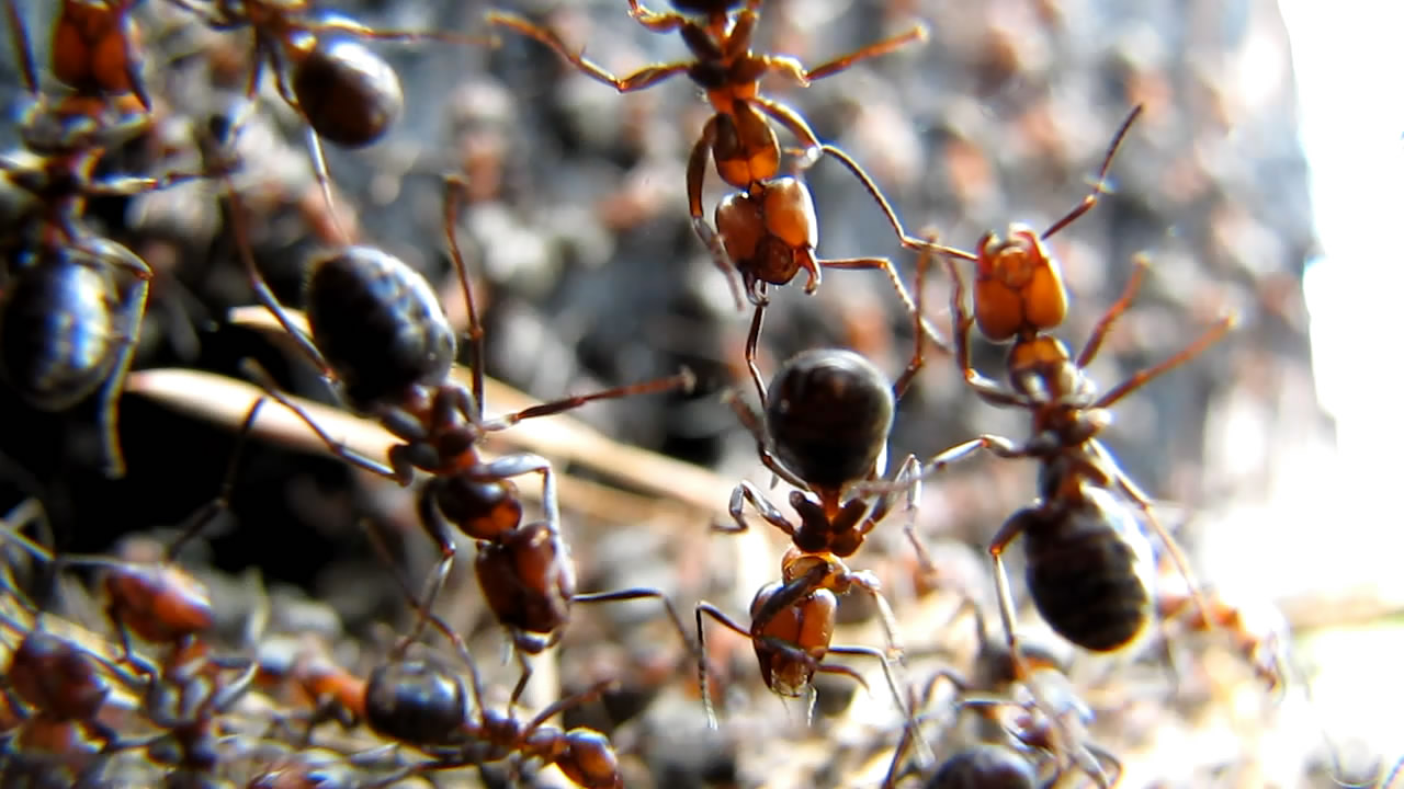 Муравьи и муравейник. Ants and formicary