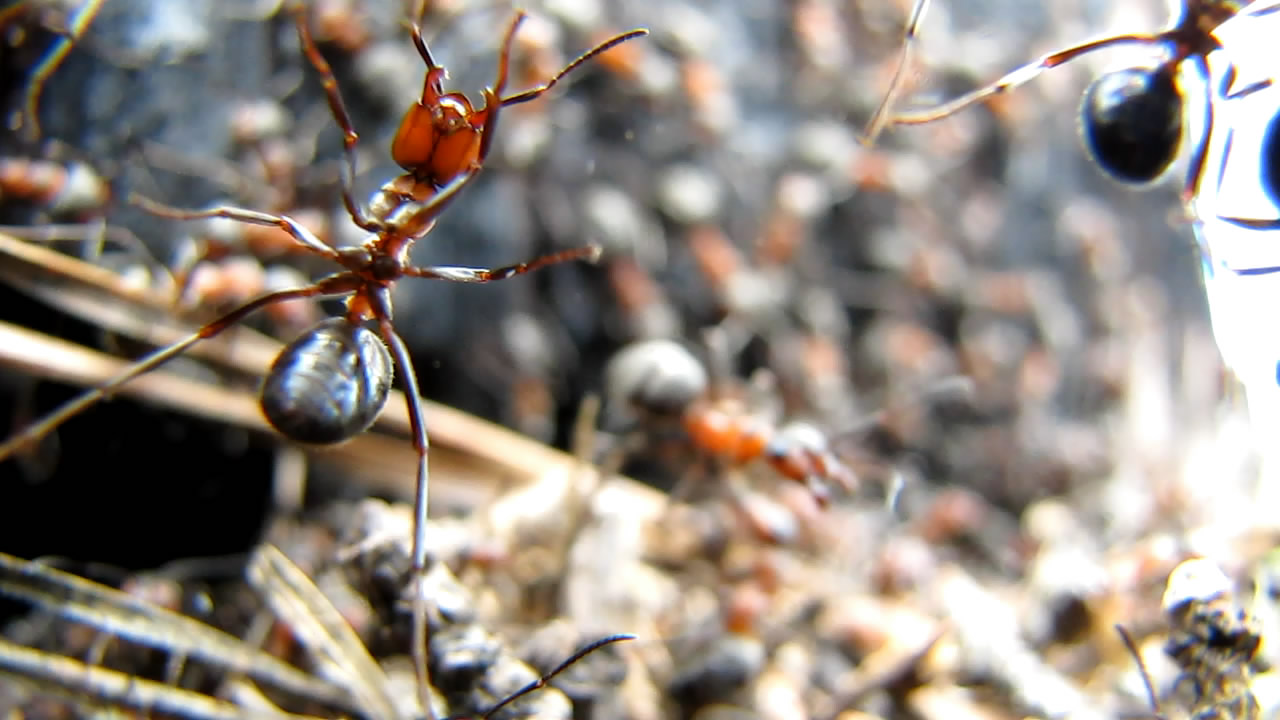    . Ants on camera lens