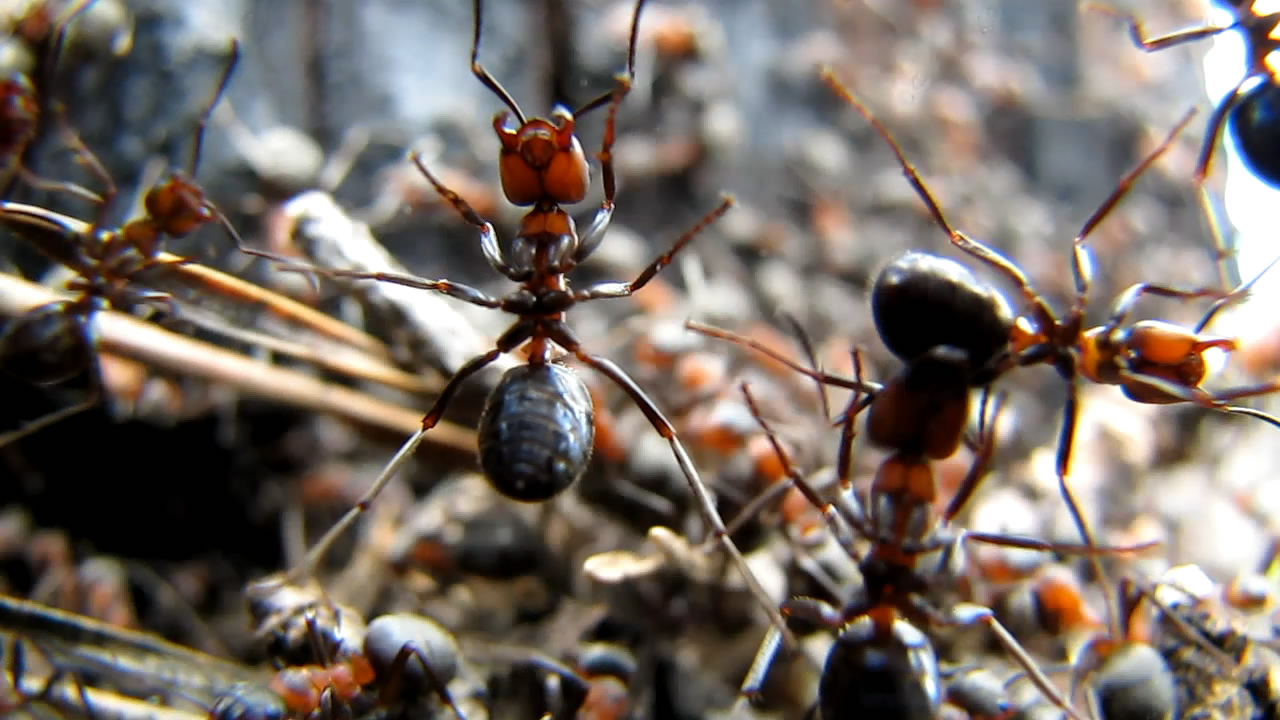    . Ants on camera lens