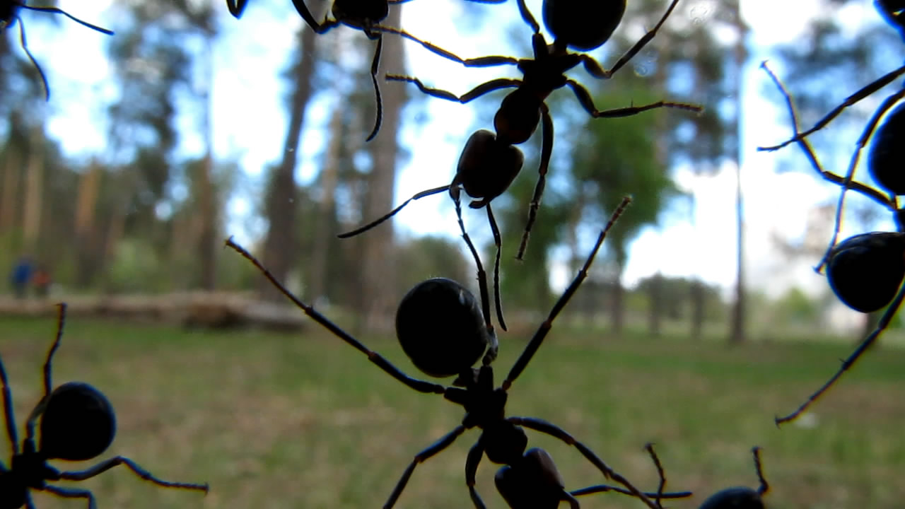    . Ants on camera lens