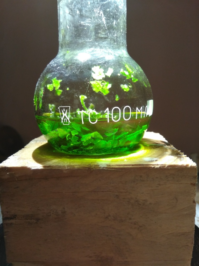   .      . Extraction of chlorophyll with acetone. Luminescence of chlorophyll extract under ultraviolet light