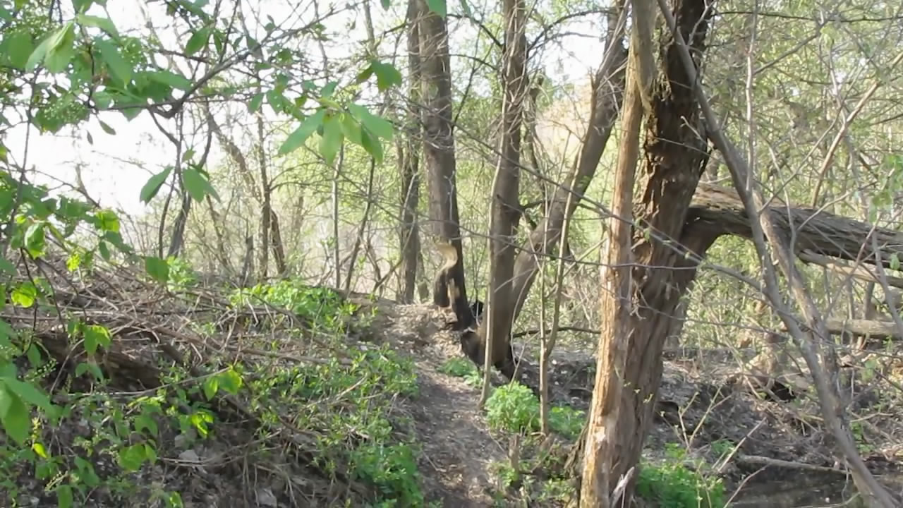   -  . Eat a beaver - save a tree