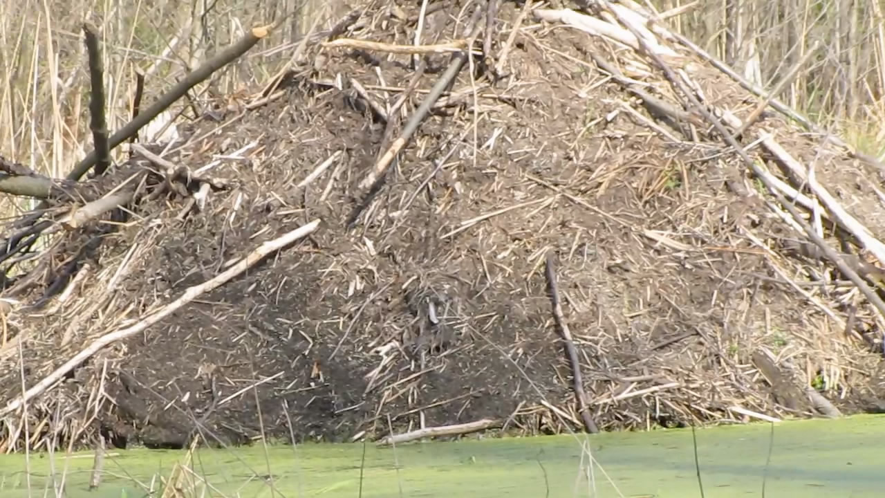   -  . Eat a beaver - save a tree