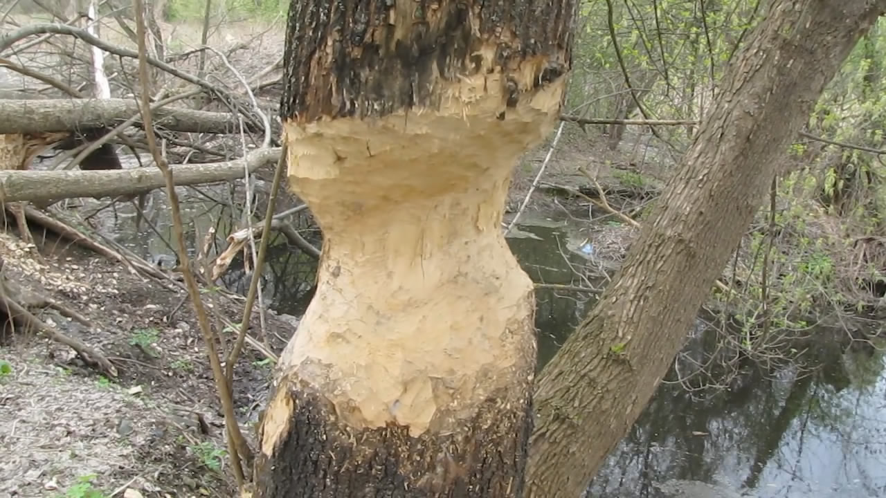  -  . Eat a beaver - save a tree