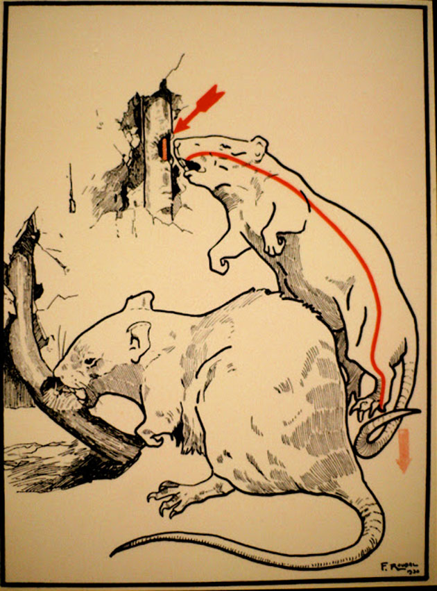   1931 ,  ,        . These diagrams from 1931 illustrate some ways to die of electrocution
