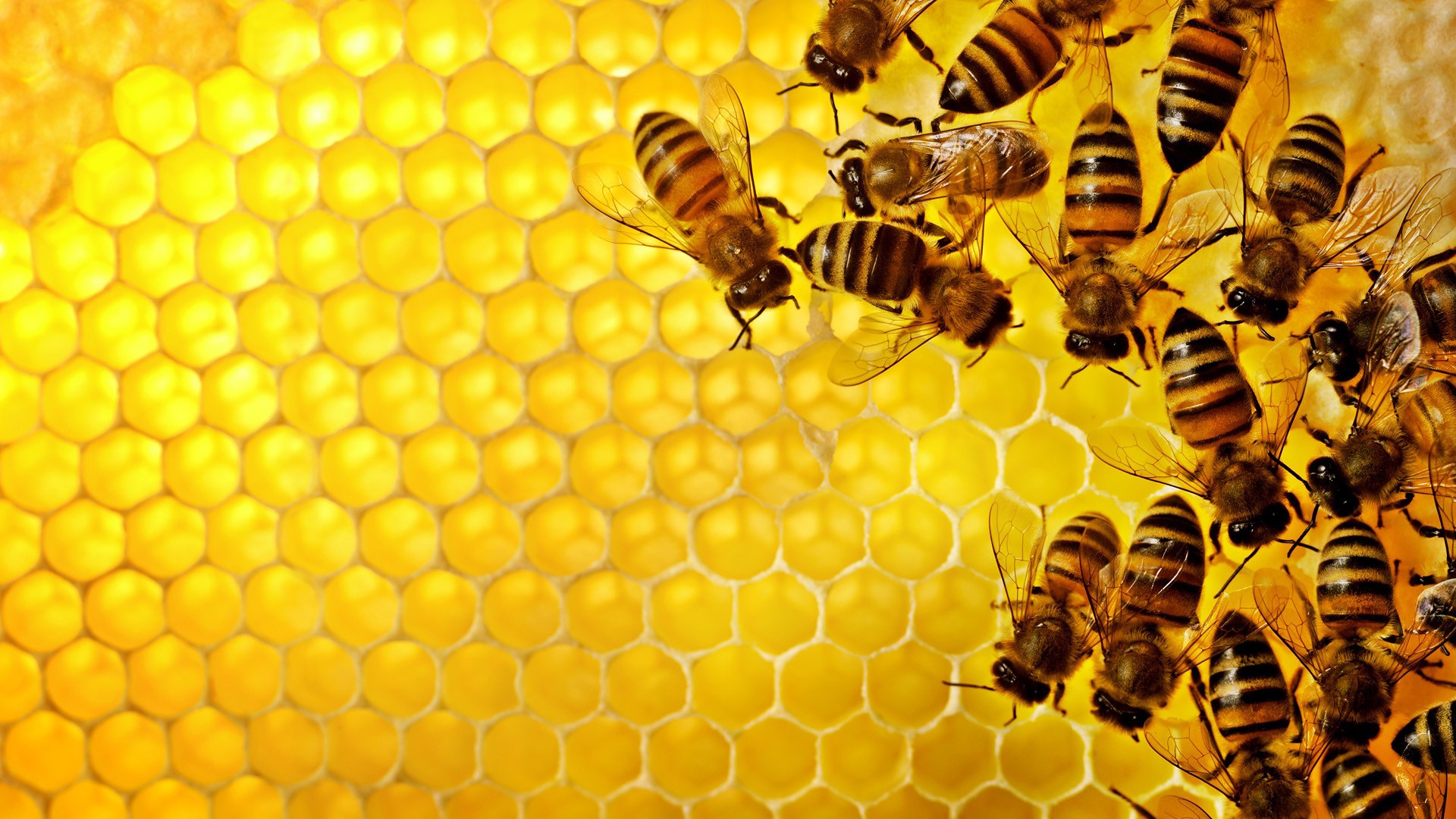 Пчелы и соты