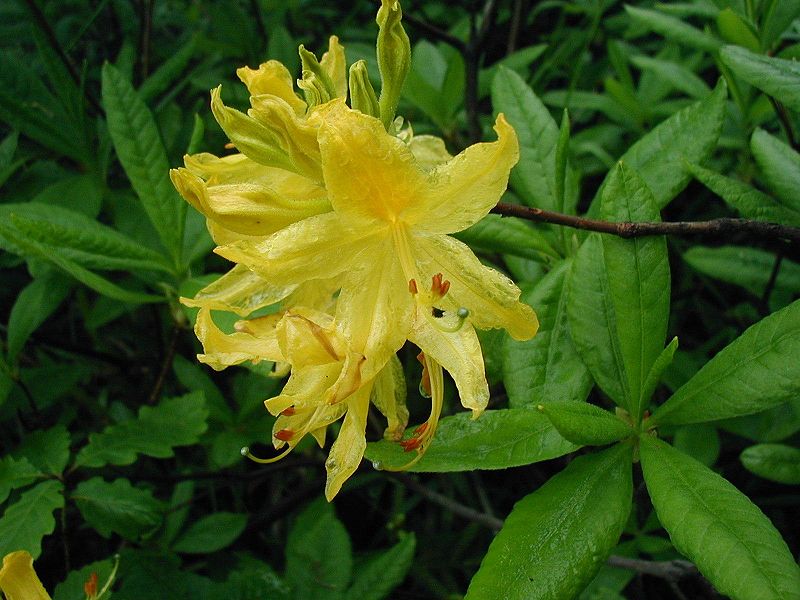 Рододендрон желтый (Rhododendron luteum)