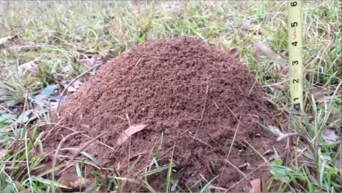 Что будет если залить муравейник расплавленным алюминием?