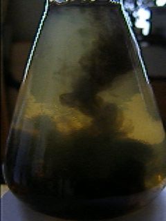 Взаимодействие зеленого чая с хлоридом железа (III)