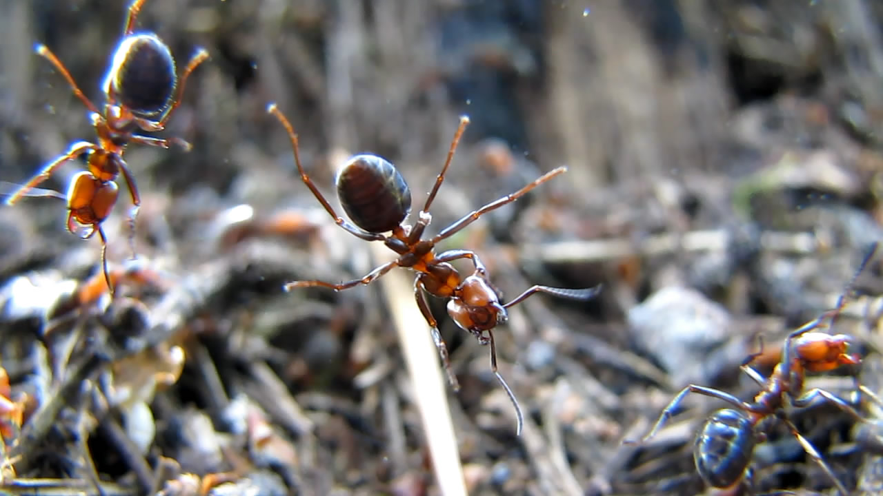    (). Ants and anthills (in summer)