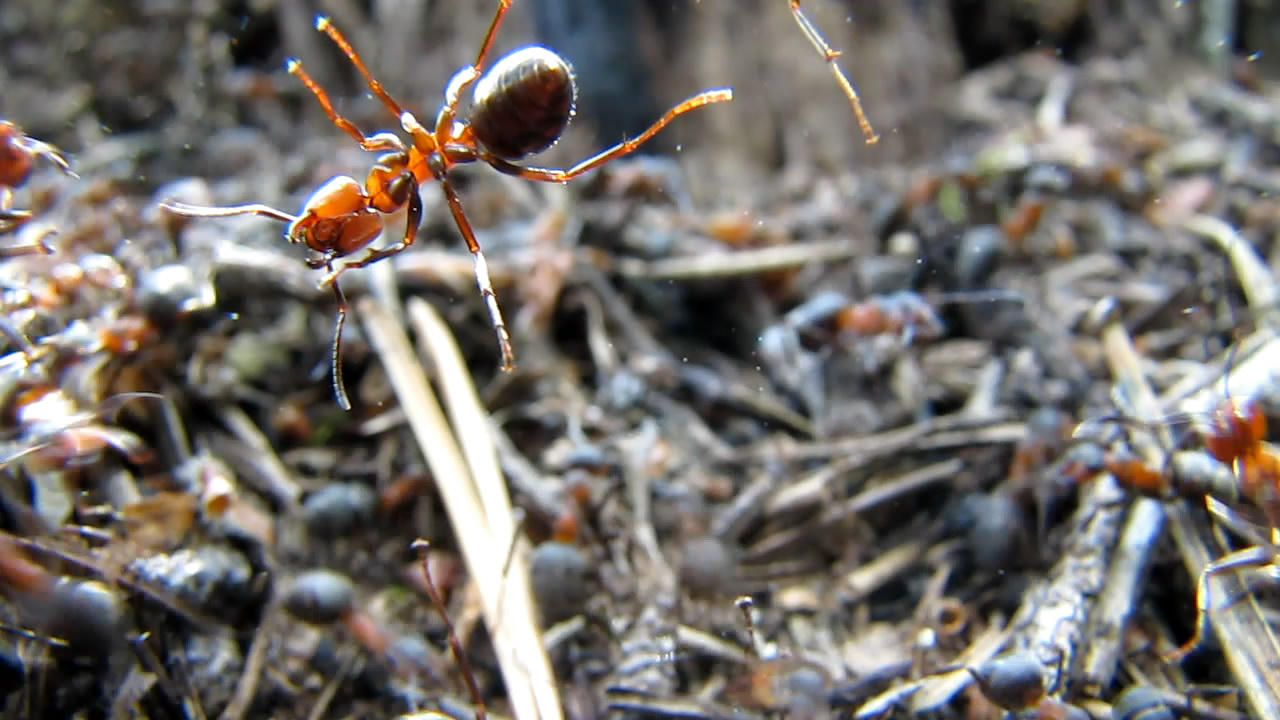    (). Ants and anthills (in summer)