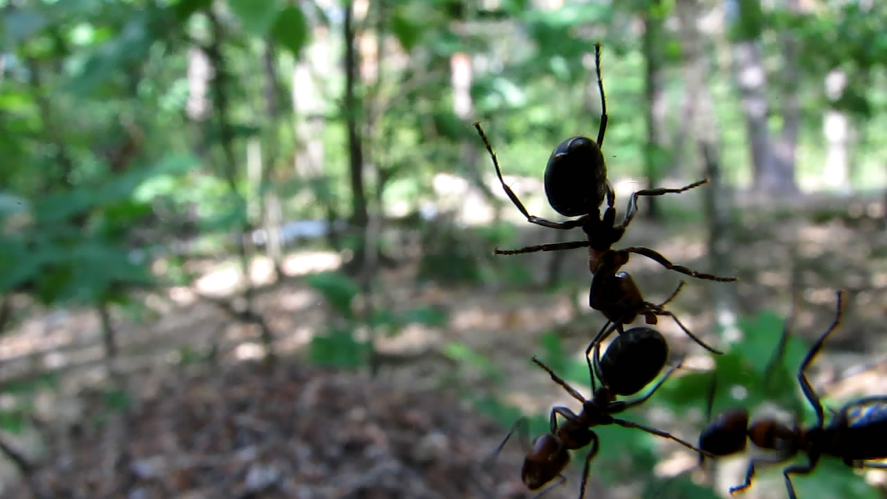    (). Ants and anthills (in summer)