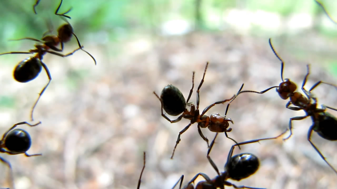    (). Ants and anthills (in summer)