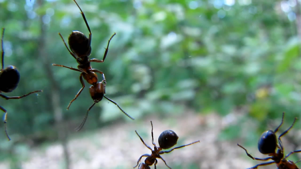    (). Ants and anthills (in summer)