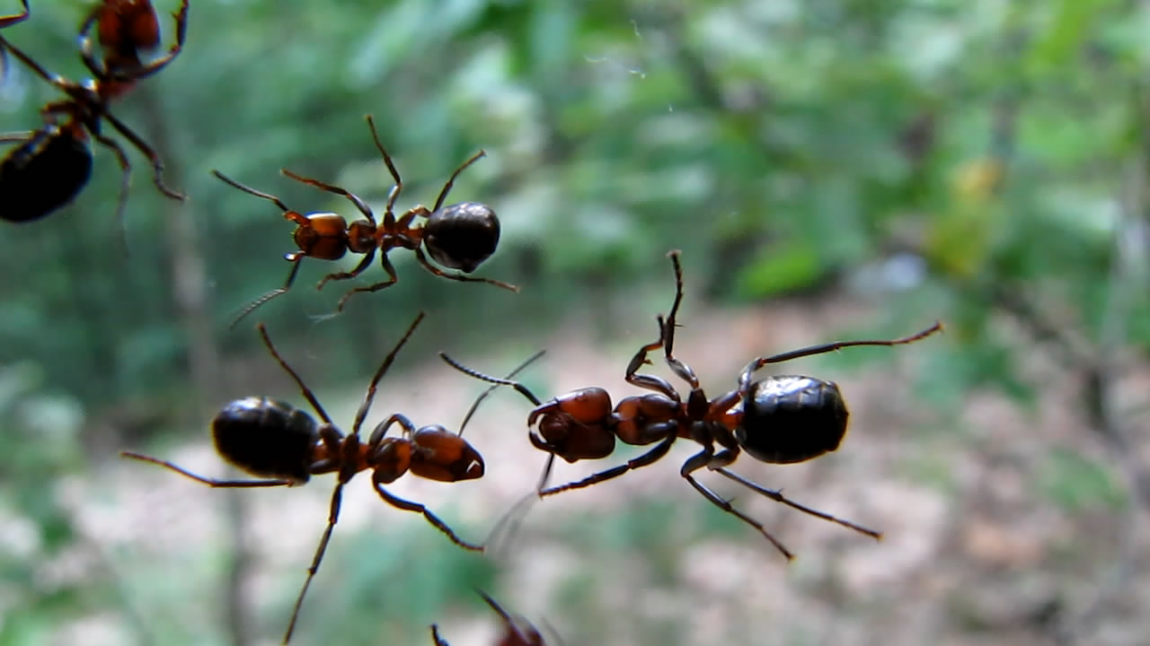 Муравьи и муравейники (лето). Ants and anthills (in summer)