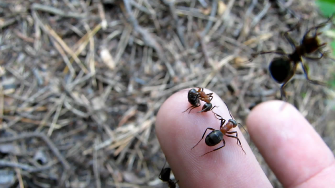    (). Ants and anthills (in summer)