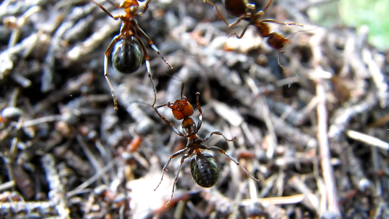    (). Ants and anthills (in summer)