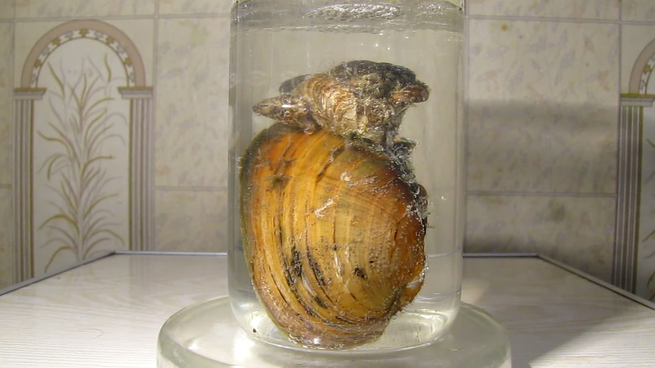      . Bivalve shell (freshwater mollusk) and nitric acid