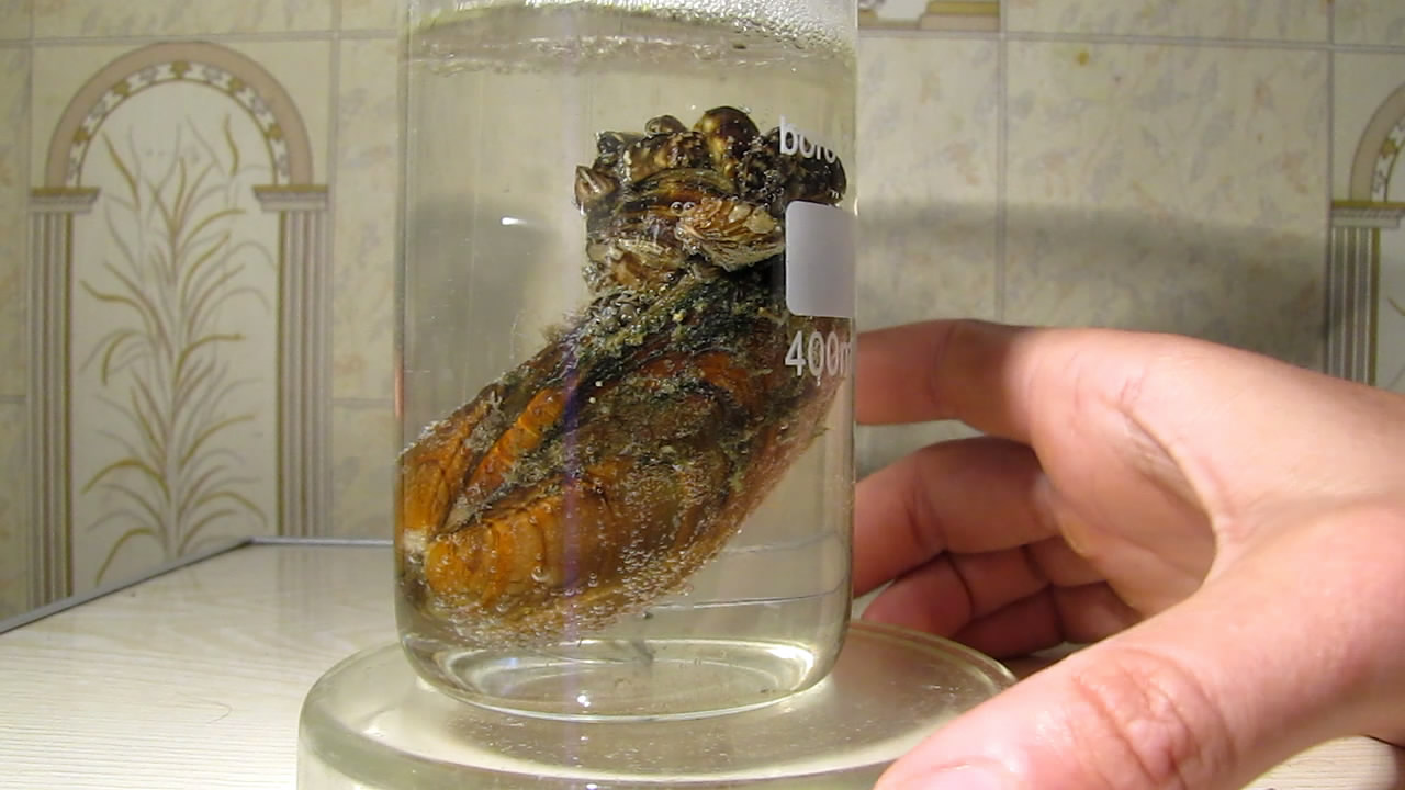      . Bivalve shell (freshwater mollusk) and nitric acid