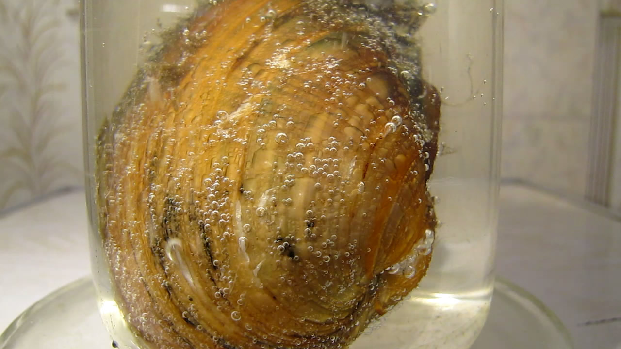      . Bivalve shell (freshwater mollusk) and nitric acid