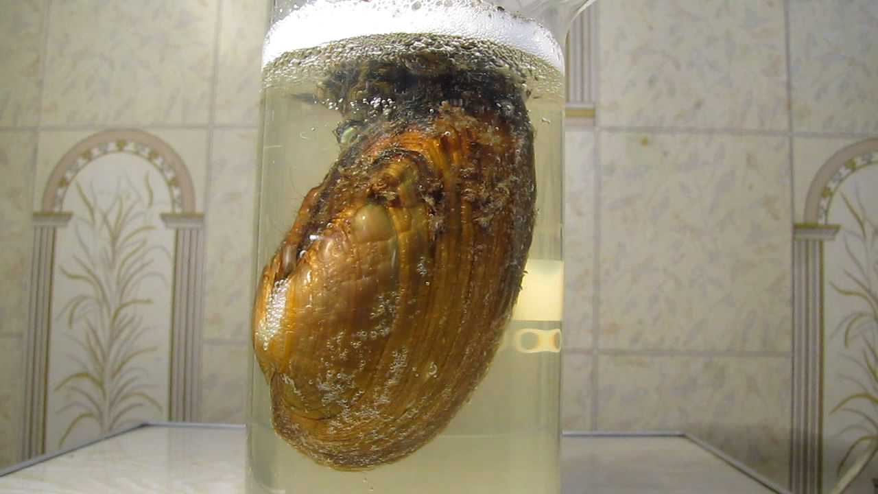      . Bivalve shell (freshwater mollusk) and nitric acid