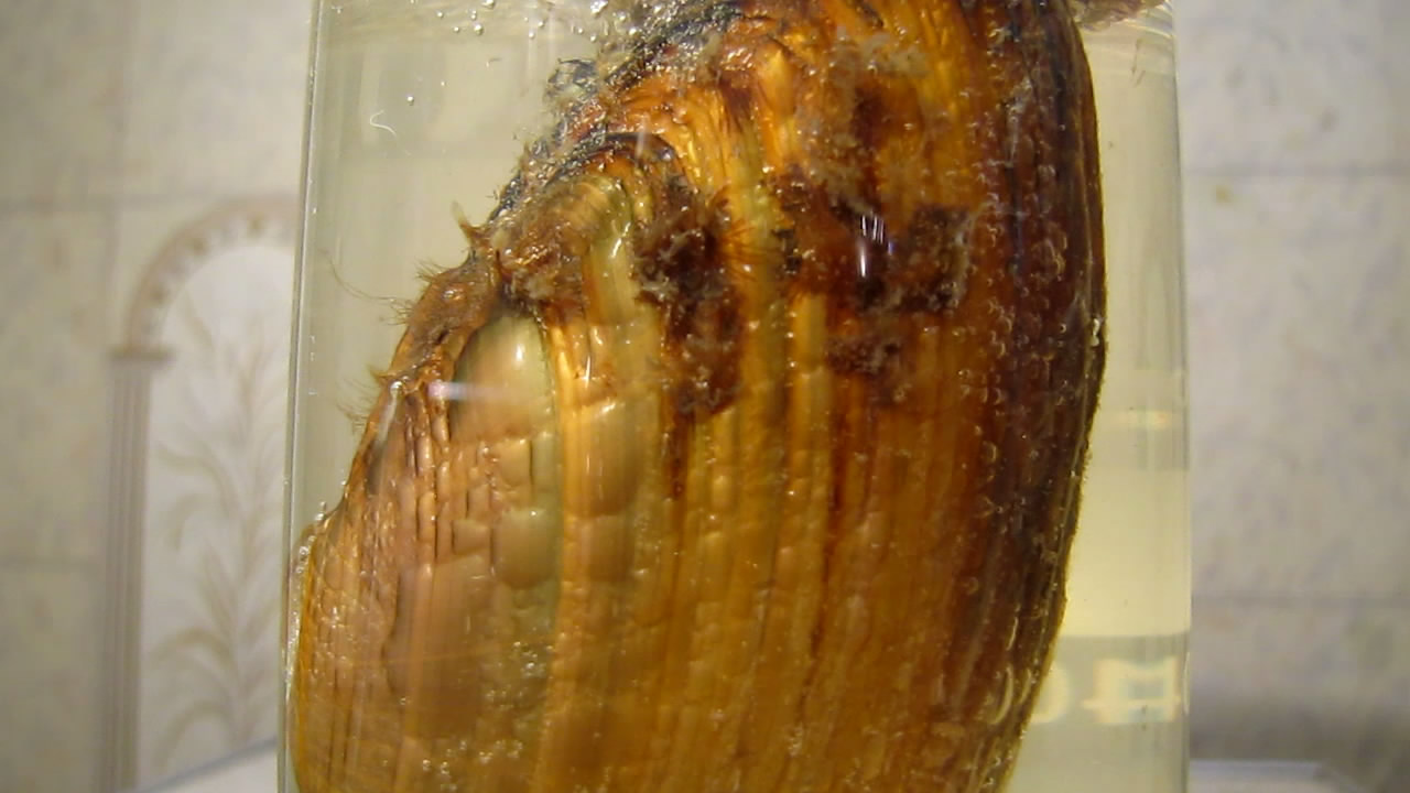      . Bivalve shell (freshwater mollusk) and nitric acid