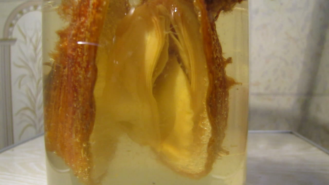      . Bivalve shell (freshwater mollusk) and nitric acid