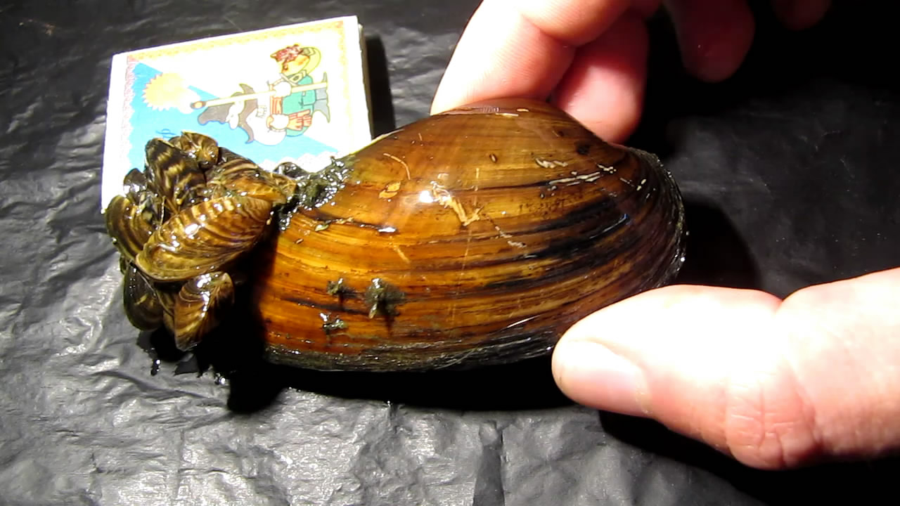      . Bivalve shell (freshwater mollusk) and nitric acid