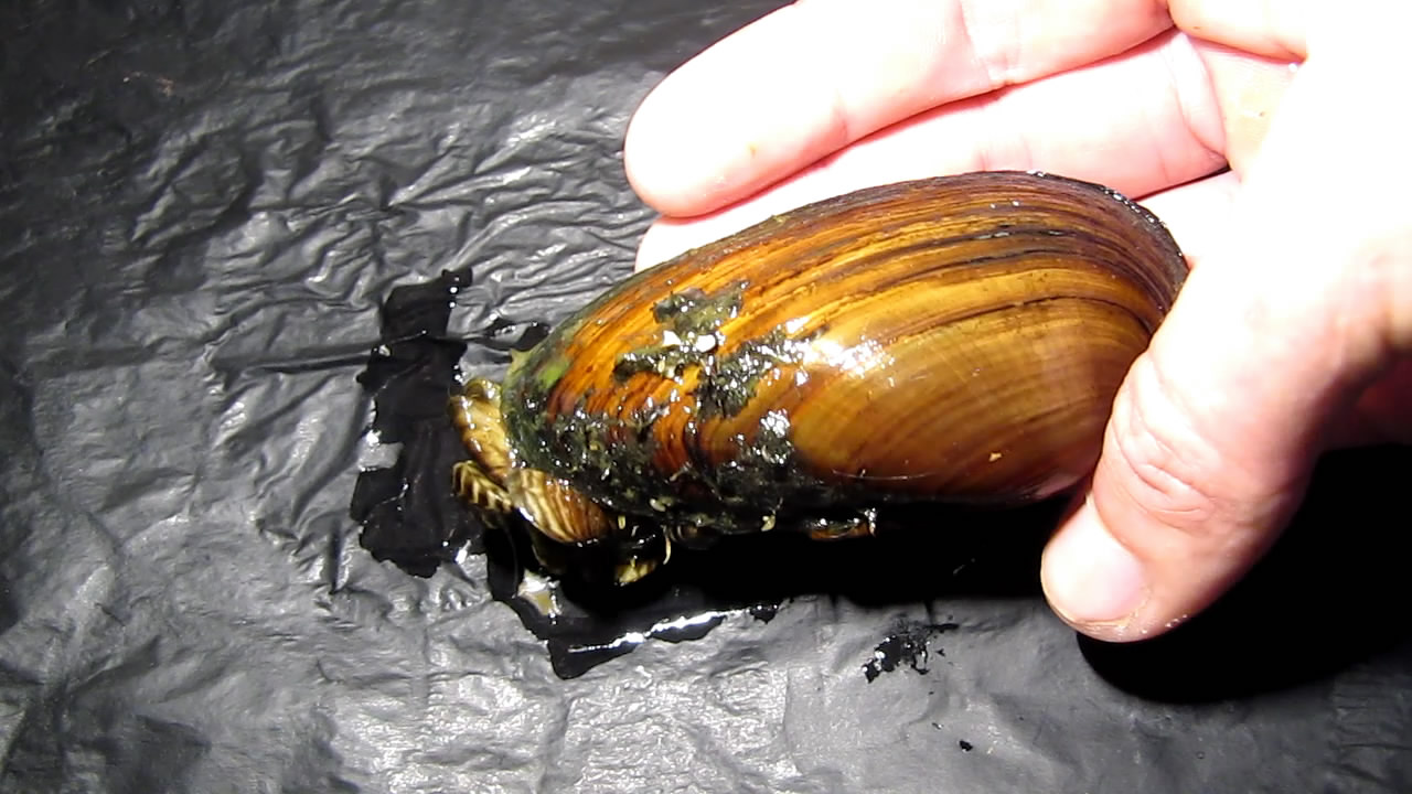      . Bivalve shell (freshwater mollusk) and nitric acid