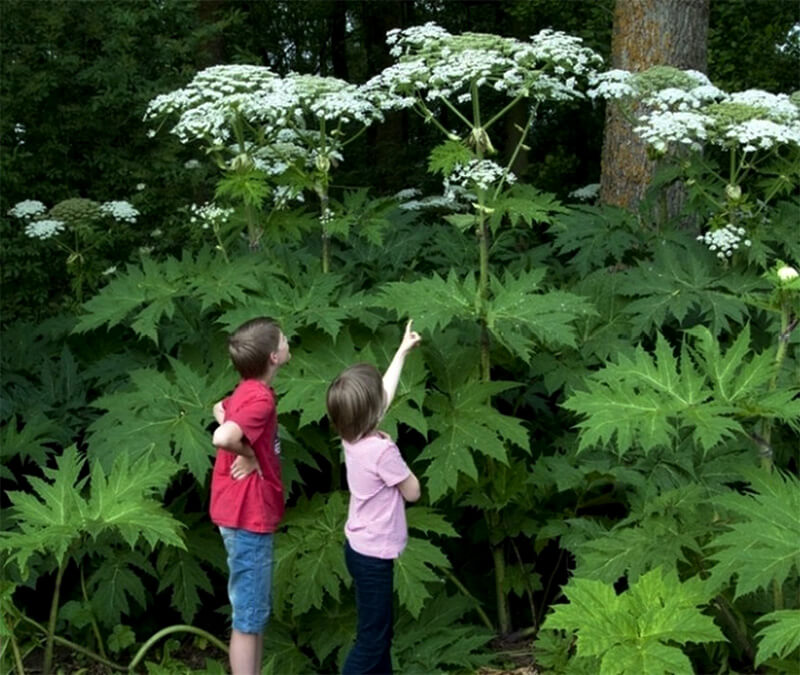  :     . Heracleum Sosnowskyi Manden: sad and instructive story of intervention