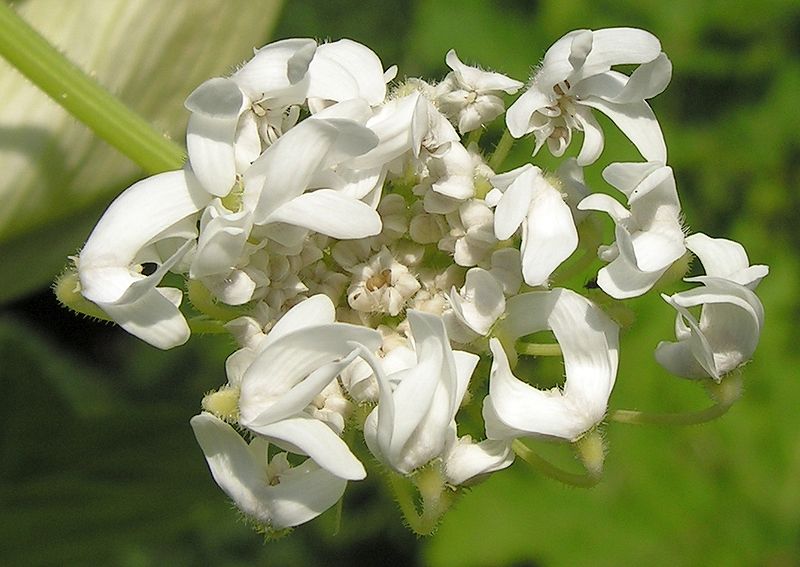  :     . Heracleum Sosnowskyi Manden: sad and instructive story of intervention