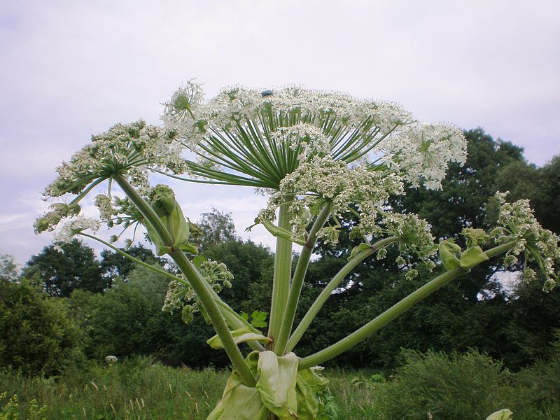  :     . Heracleum Sosnowskyi Manden: sad and instructive story of intervention