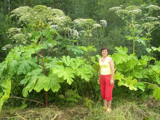  :     . Heracleum Sosnowskyi Manden: sad and instructive story of intervention