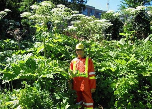  :     . Heracleum Sosnowskyi Manden: sad and instructive story of intervention